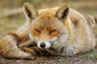 Apri categoria Marco Branchi Natura Castelli Romani