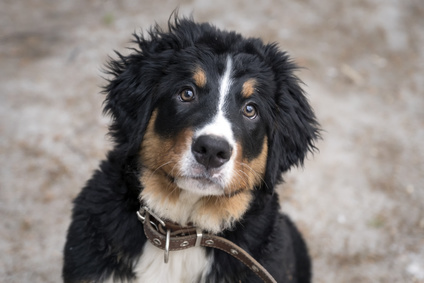 L’addestramento del cane, accessori e consigli
