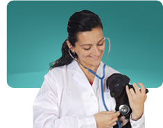 Alimentazione corretta per la fase di crescita del cane