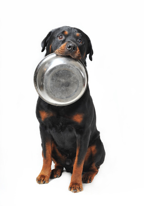 Le crocchette per cani Prolife, quando la nutrizione è salute